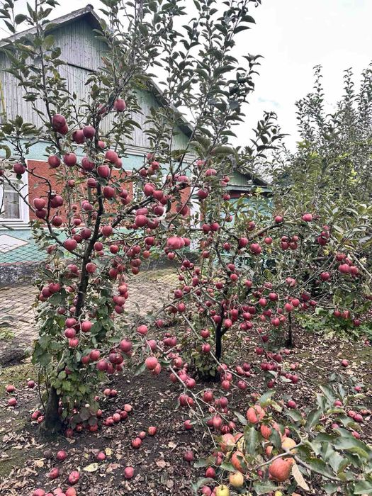 Терміново продам будинок + сот. землі м.Славута