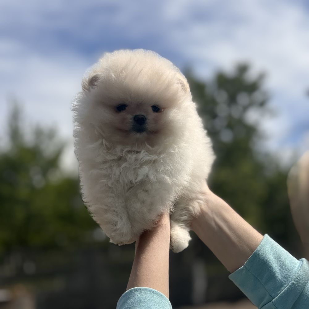 супер ведмедик шоу Классу