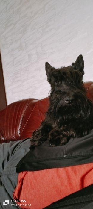 Скоч-тер'єр на в'язку.