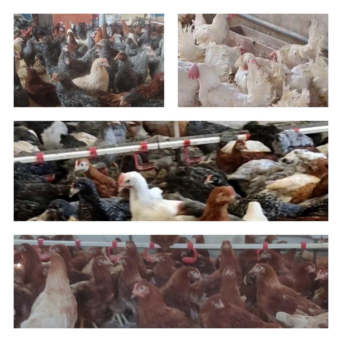 Продам кури несушки! Доставка безкоштовна. Устинівка!