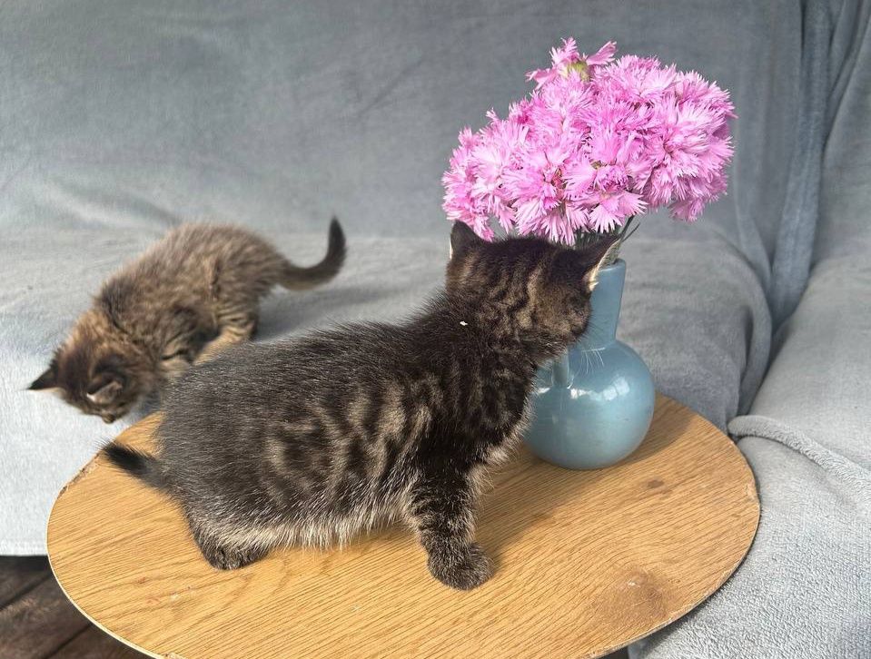 Котёнок пушистый в добрые руки. Одесса