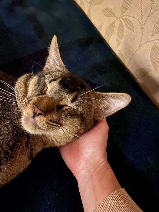 Кот Чаузи ф 4 в диком окрасе