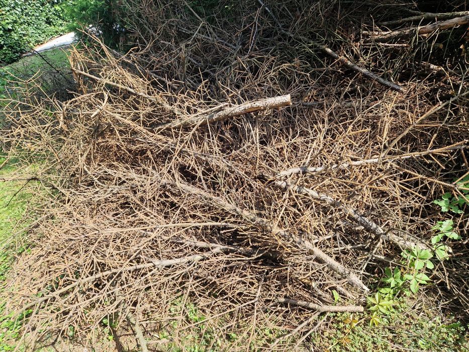 Drewno/gałazki z choinki