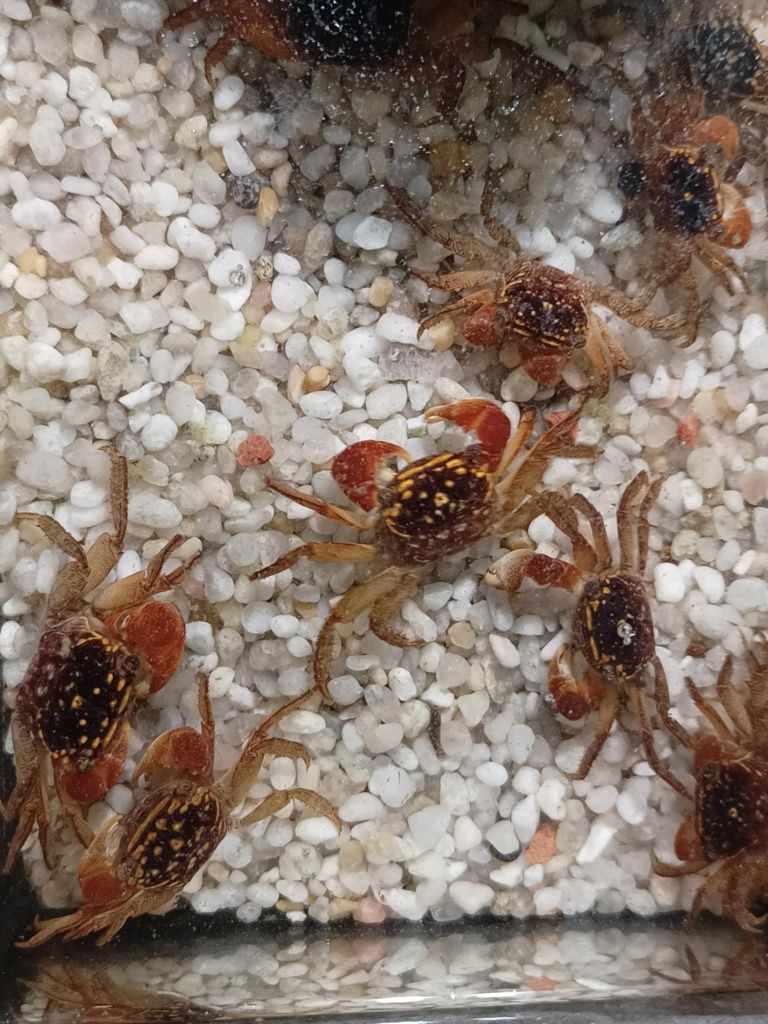 Krab spider od Neon Zoo