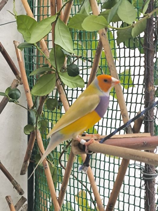 Diamantes Gould Verdes e Brunos