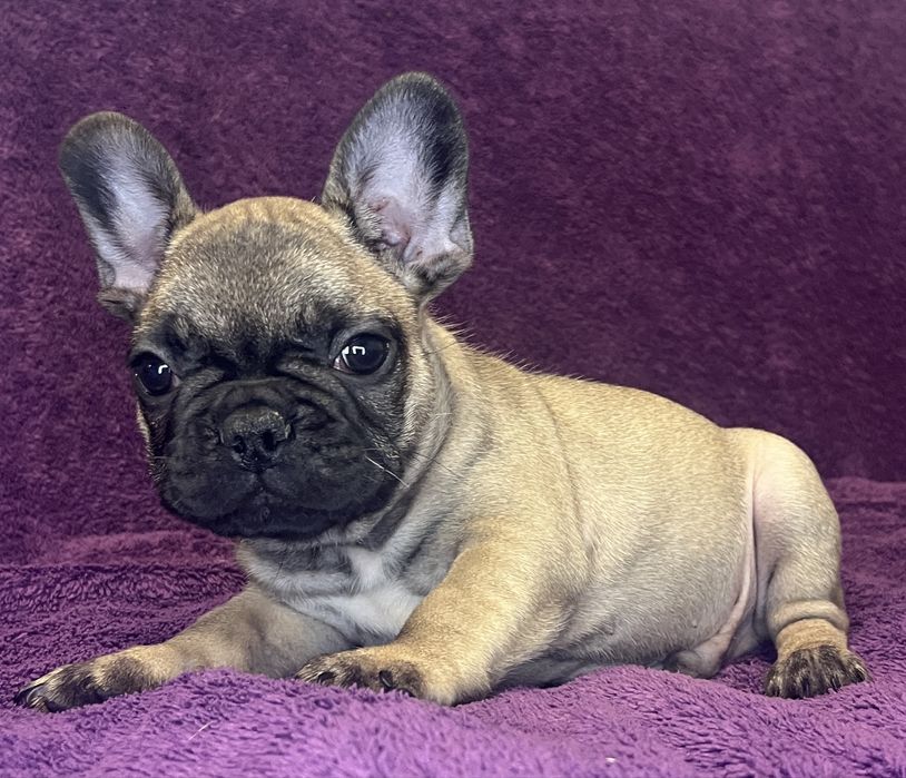 Buldog Francuski - piesek ZKwP/FCI