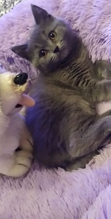 Шотландская кошечка прямоушка