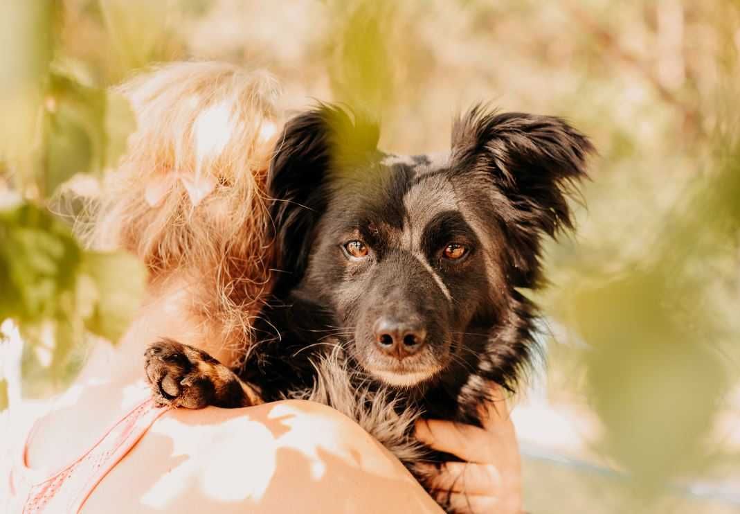 Mały, młody, słodki psiaczek poleca się do adopcji!!!