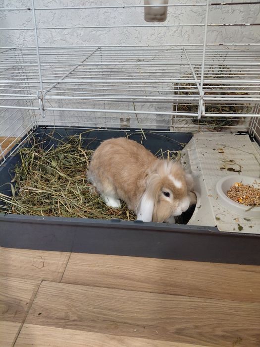 Продам гарну клітку із кроликом