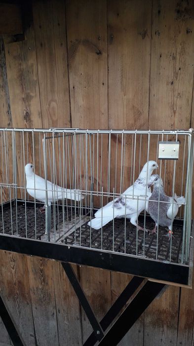 Pocztowy kolorowy para Andaluz białe 2025 r tygrysy