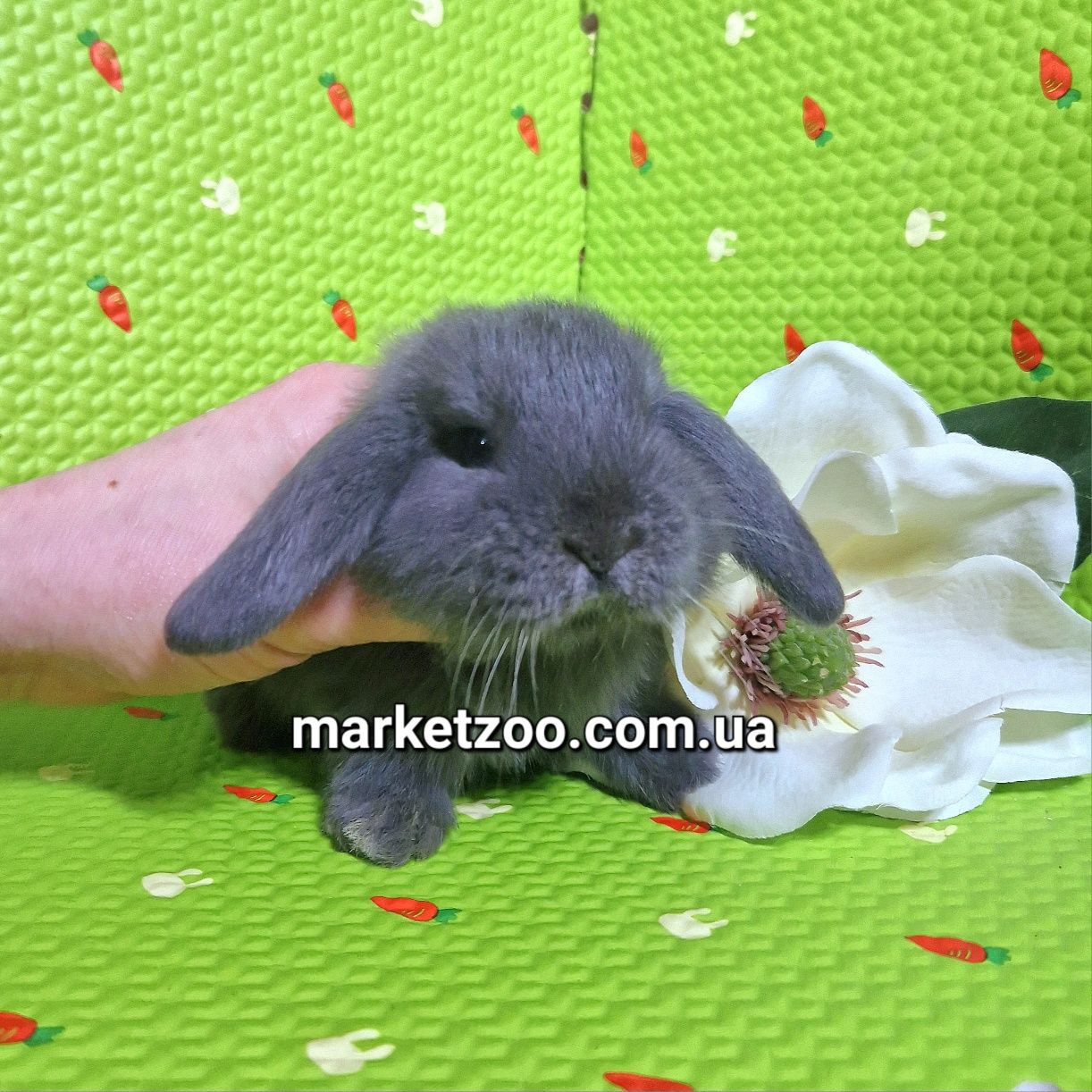 Мини кролик Mini lop голубой мальчик блакитний хлопчик