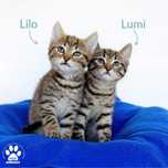 Dwa małe kocurki Lilo i Lumi do adopcji