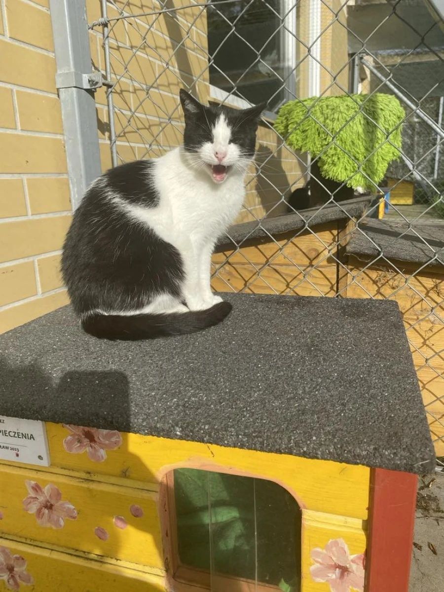 Kotka Molly od 5lat do adopcji!!!
