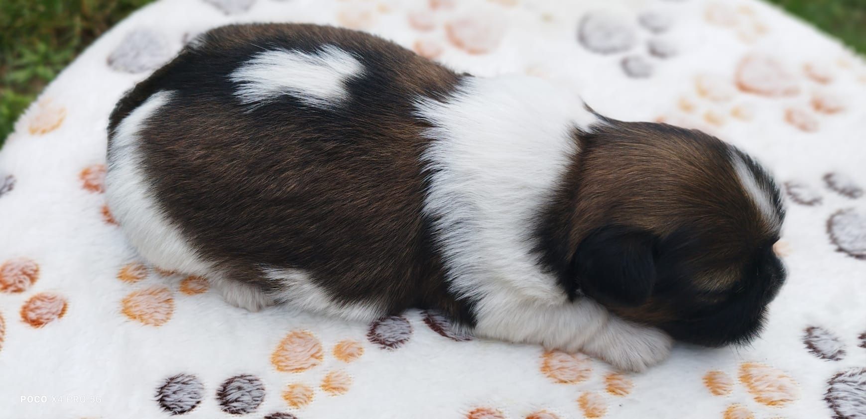 Śliczny szczeniaczek suczka Shih Tzu szuka kochającego domu!
