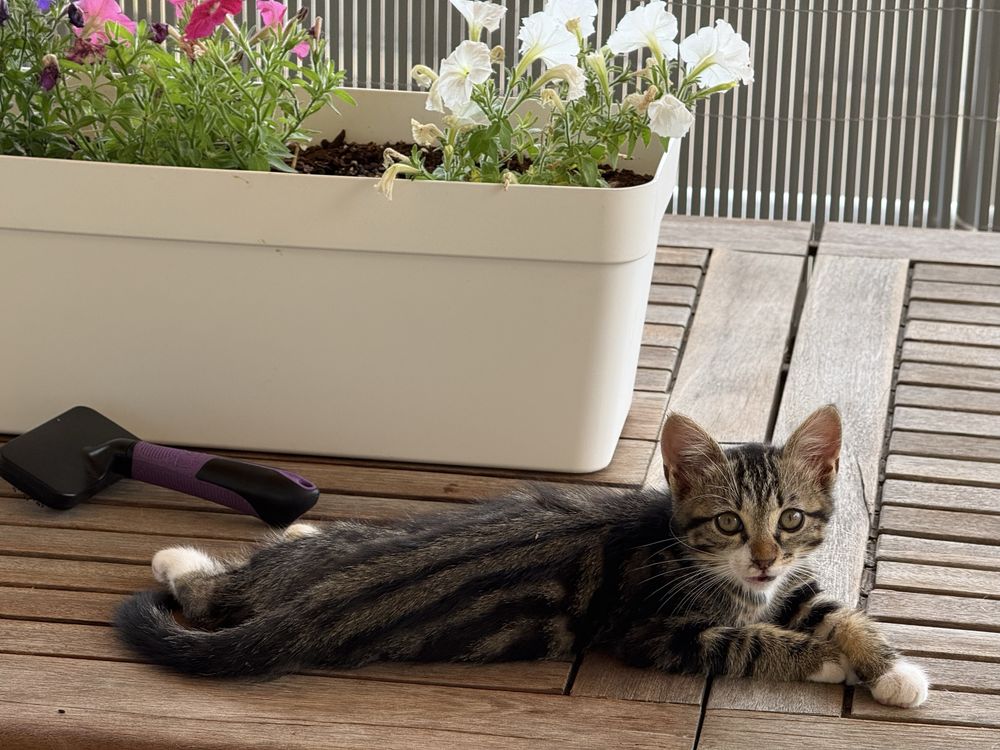 Gato para adocao - Muito meigo e sociavel