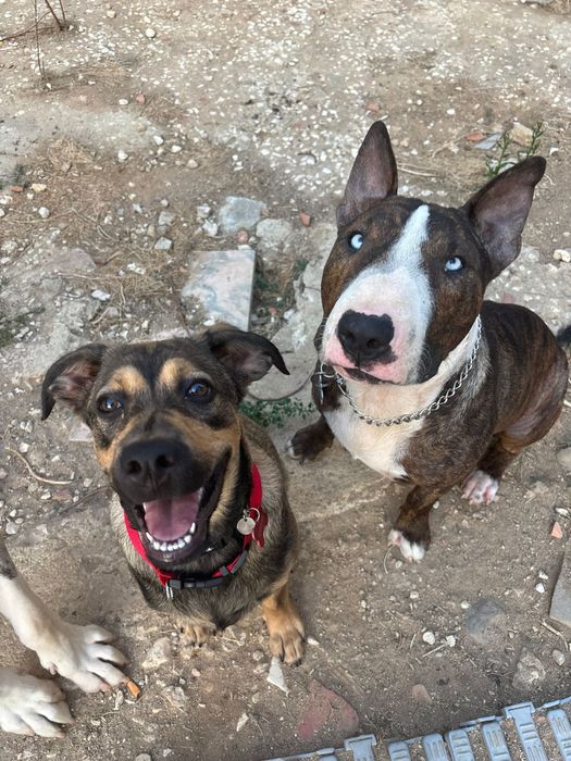 Pet sitter e Dog Walker com experiência