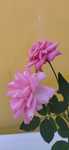 Roseiras para transplante