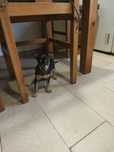 Pinscher miniatura fêmea