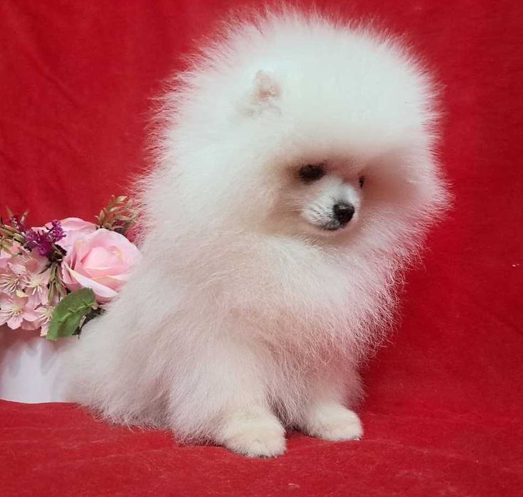 Белоснежная красотка, небольшого размера, есть нюанс.