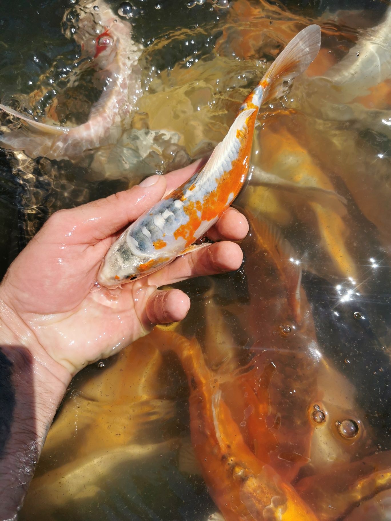 Narybek orfa karp koi karaś złota rybka