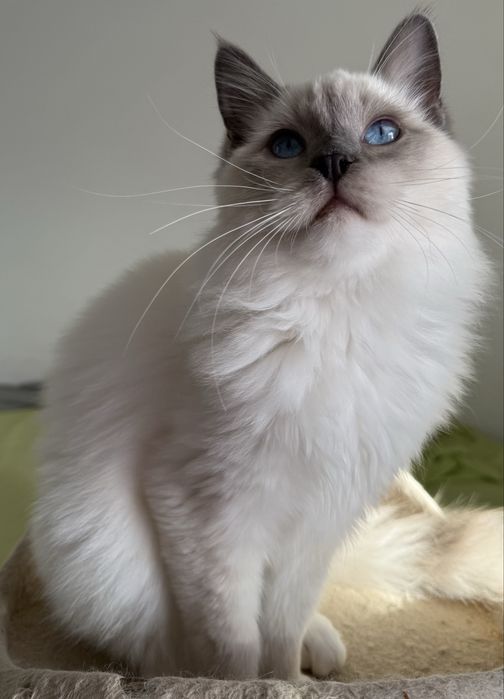 Kocurek Ragdoll blue mitted