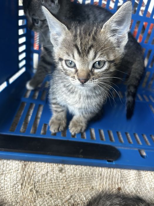 Male kotki do adopcji