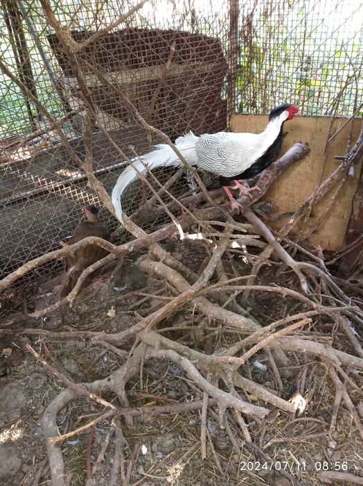 sprzedam bażanty srebrne