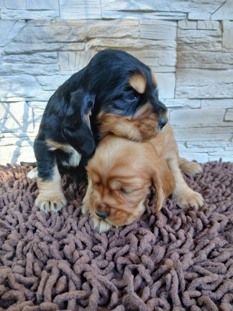 Cocker Spaniel Angielski