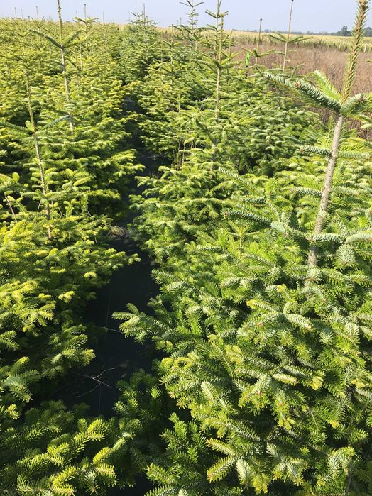 Jodła kaukaska prosto z plantacji , od 60 do 300 cm .
