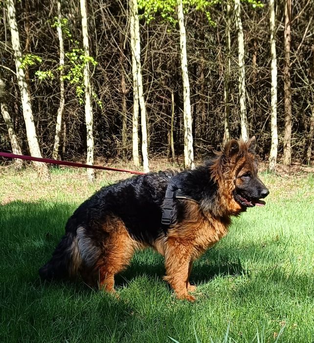 Owczarek niemiecki długowłosy FCI