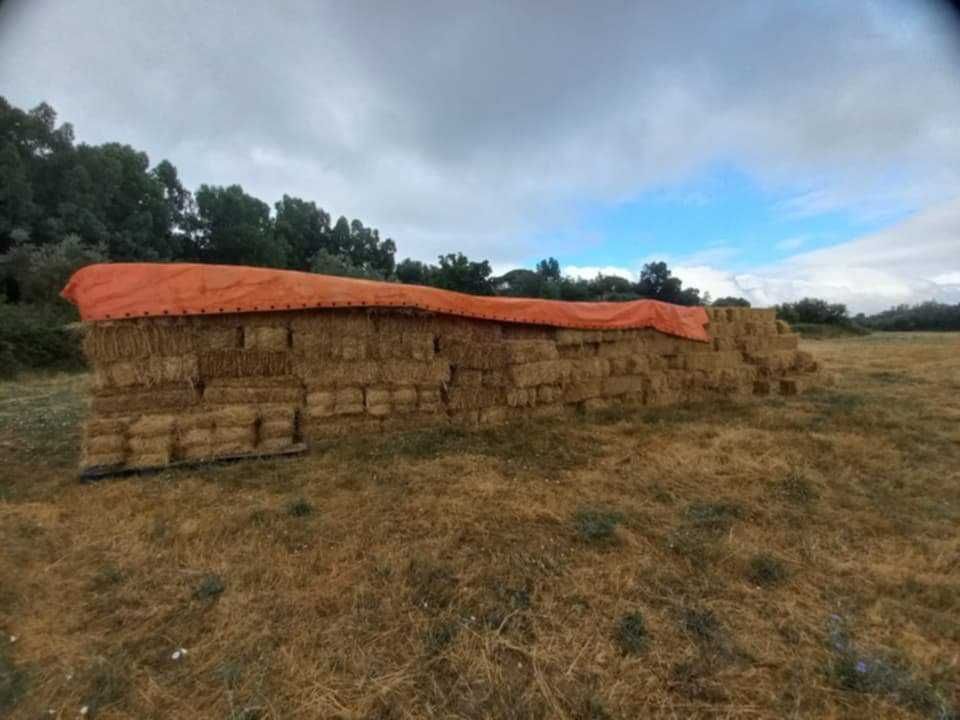 Fardos Pequenos de trigo e centeio, com grão
