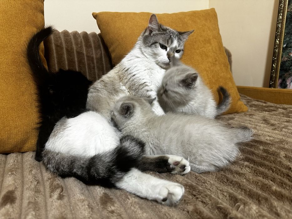 Сіамські кошенята
