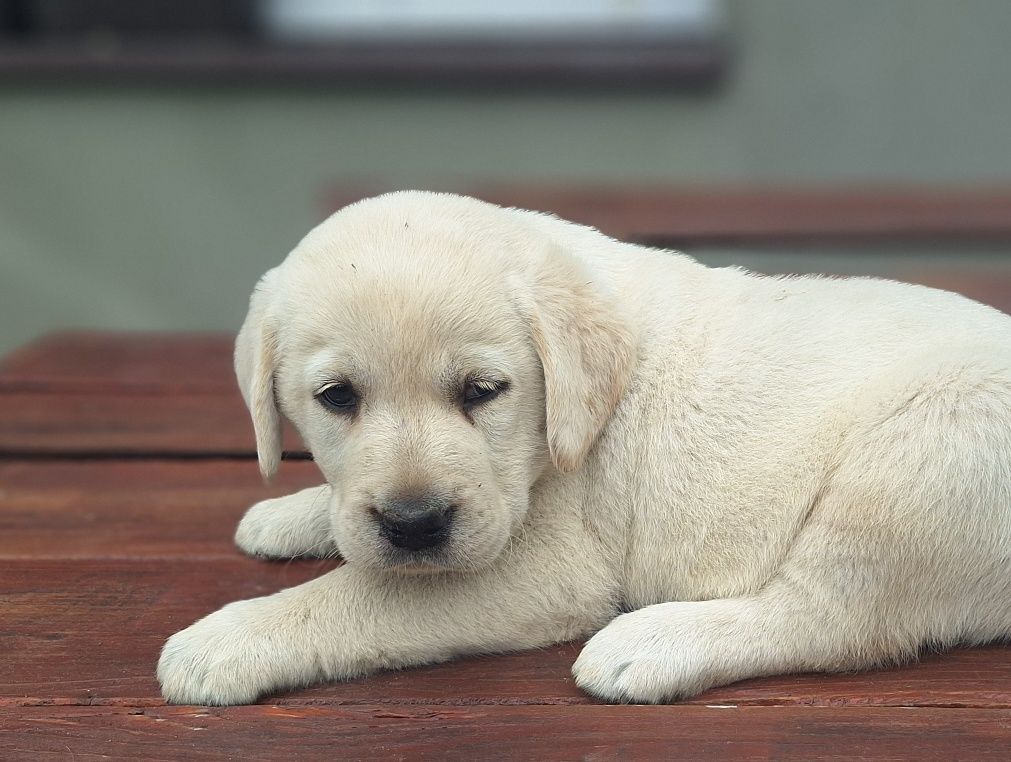 Piesek Labrador retriever