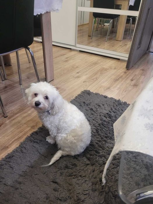 Szczeniaczek Maltipoo