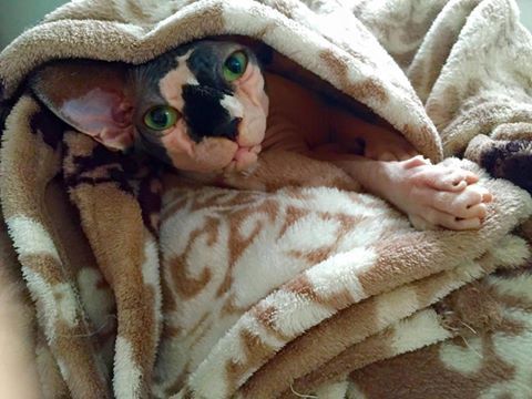 Czarne Kocie •Sfinks Sphynx‼️ poKastracji! W-wa / Sosnowiec / poznań..