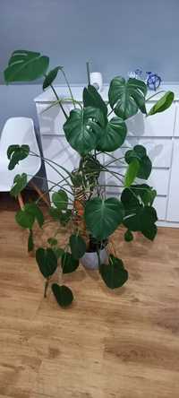 Monstera kwiat doniczkowy