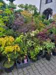 Krzewy ozdobne formowane Niwaki BONSAI Drzewa Rośliny ozdobne