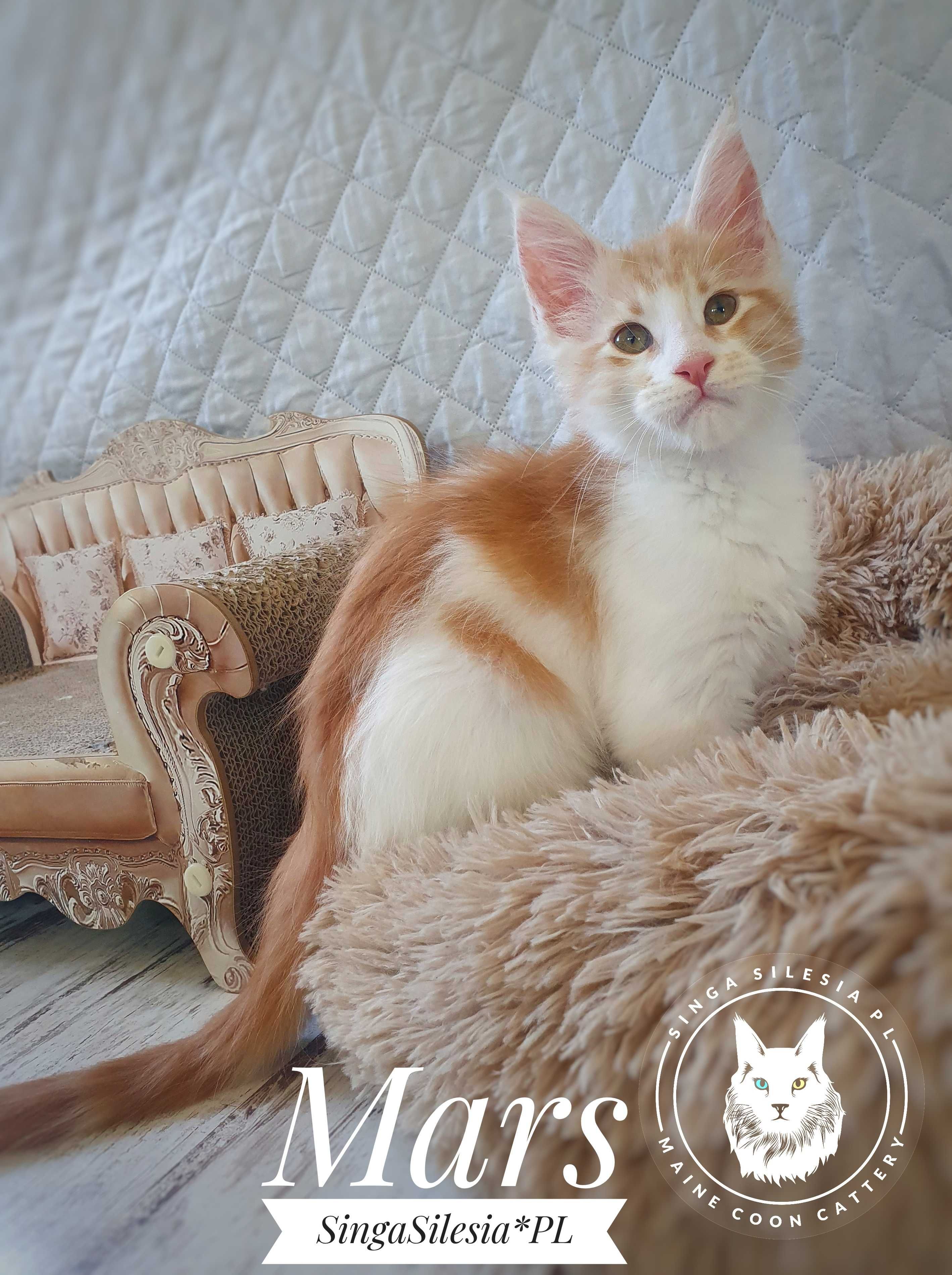 Srebrzysty rudy pręgowany z bielą Mars, kocurek Maine Coon