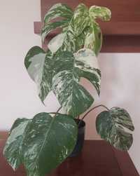 Monstera borsigiana albo variegata - deliciosa