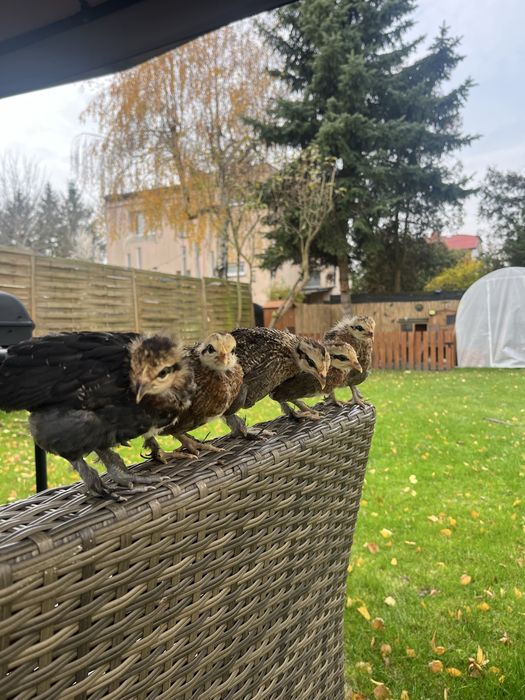 Karzelki polskie (likiputki) kury