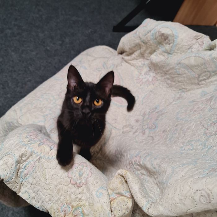 Кошеня чорна дівчинка чёрный котенок