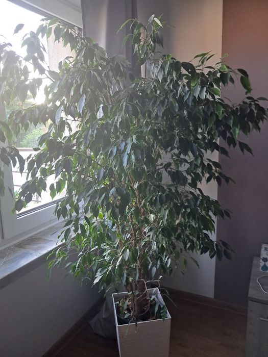 Benjamin kwiatek,  170 cm wysokości z doniczką