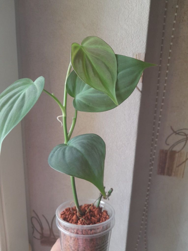Philodendron compopartanum