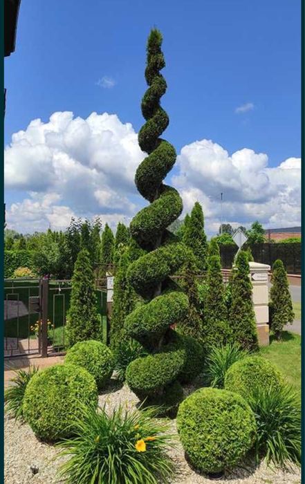 Топіарні-декоративні стрижки туї,ялівцю та декоративних росли