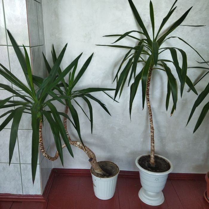 Продам пальми Юкка