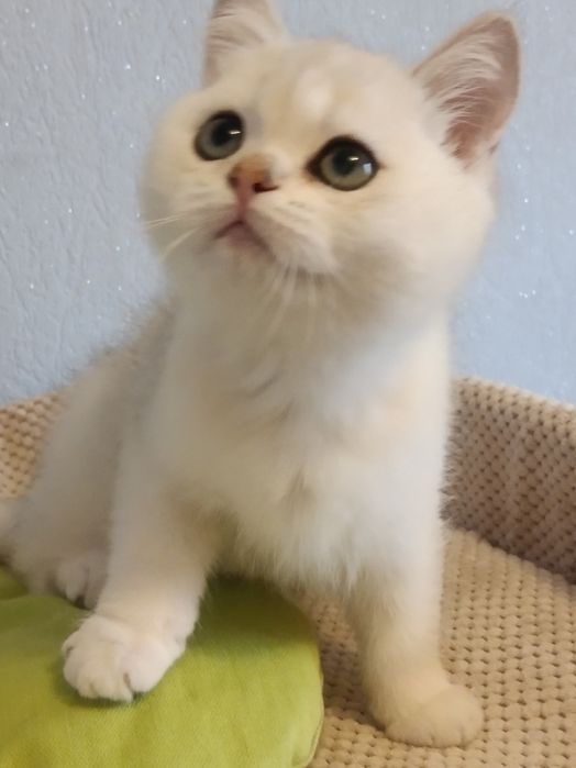 Шикарний малюк - срібна шиншилла