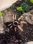 Megaphobema robustum 5 dc