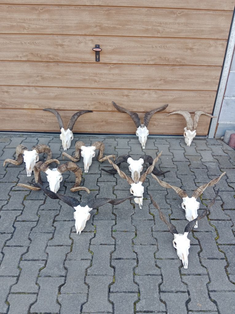 poroza,rogi,czaszka,trofea,medalion,koziol,baran,owca,viking,ozdoba