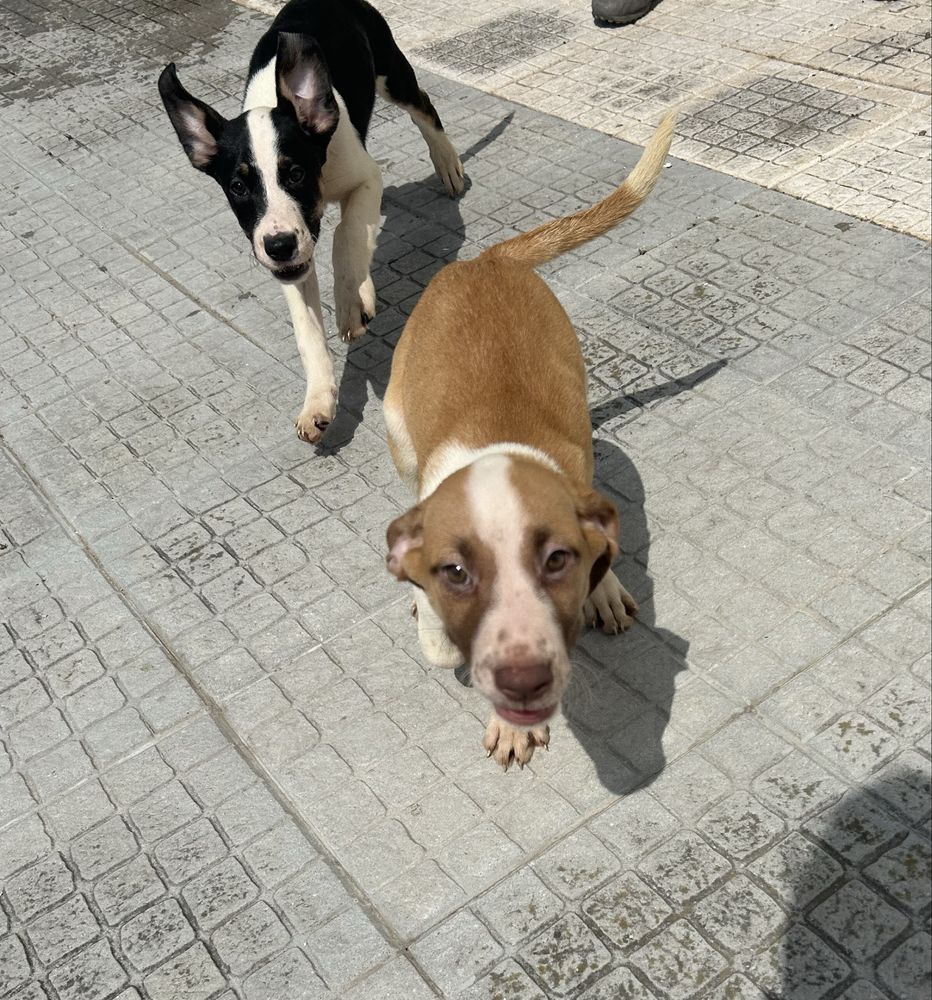 Cães Bebés - Adoção