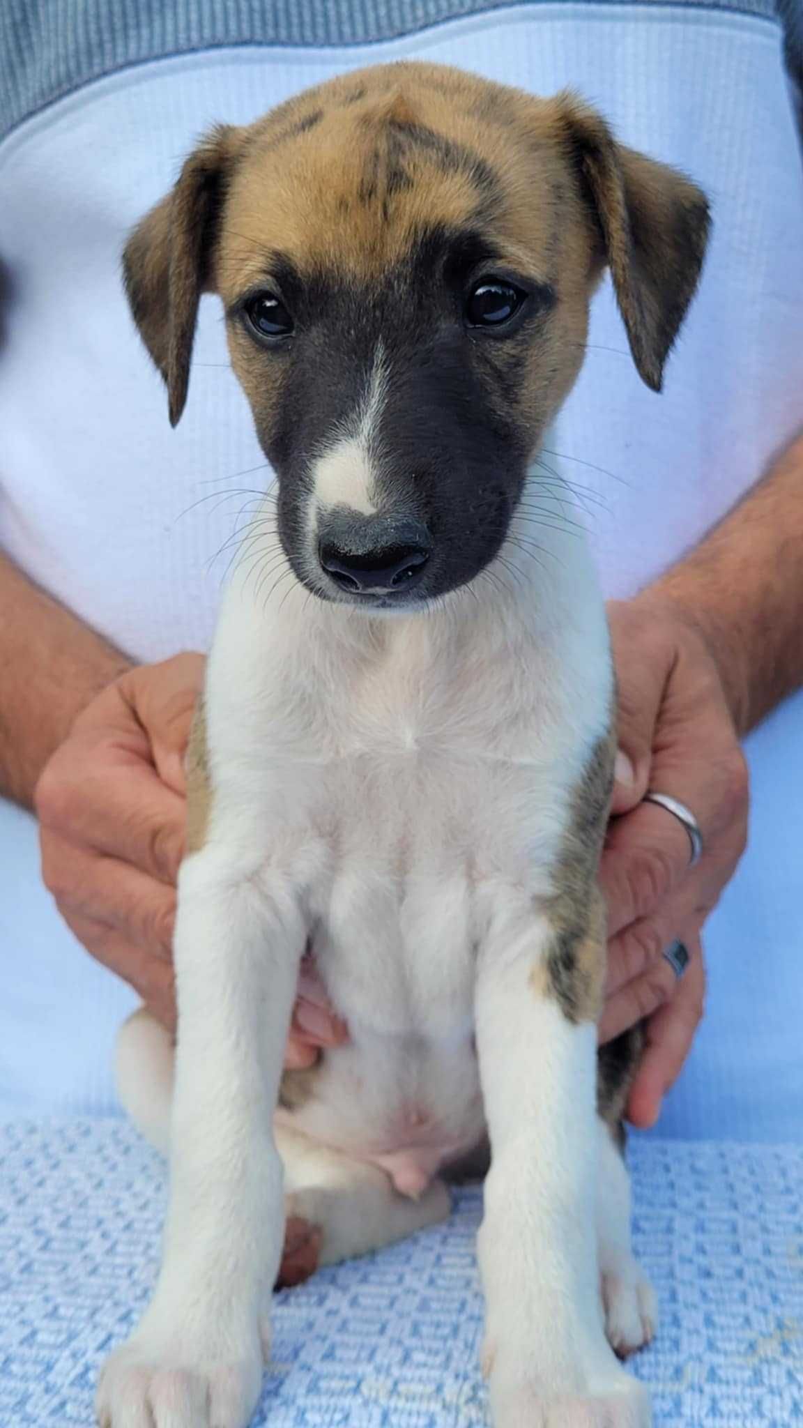 Whippet szczeniak piesek